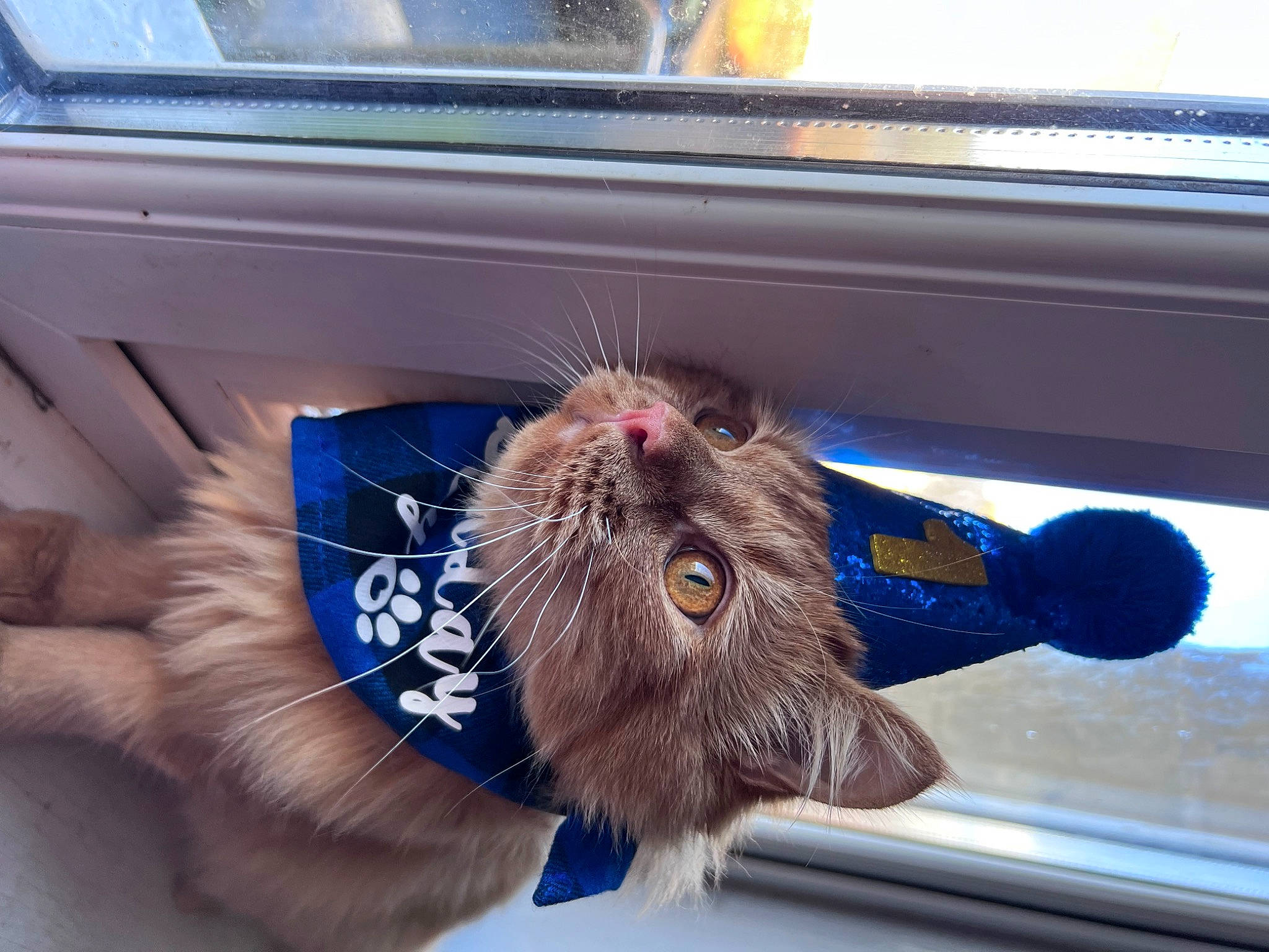 Avery is registered to the contest to win money with this photo: canidae, carnivore, cat, claw, domestic_short_haired_cat, electric_blue, felidae, fur, liver, paw, russian_blue, small_to_medium_sized_cats, snout, sporting_group, whiskers, window, windshield