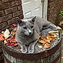 cat, gray_cat, barrel, autumn_leaves, outdoor, brick_wall, door, wood, fall, nature, animal, pet, relaxed, feline, mammal, resting, closeup, daylight, quiet, peaceful