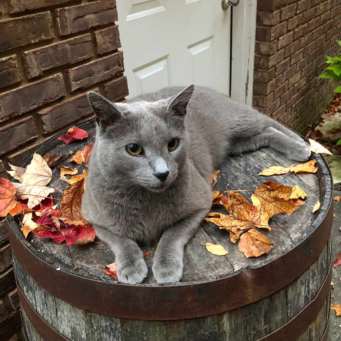 Oliver joined the competition — help win amazing prizes! animal, autumn_leaves, barrel, brick_wall, cat, closeup, daylight, door, fall, feline, gray_cat, mammal, nature, outdoor, peaceful, pet, quiet, relaxed, resting, wood