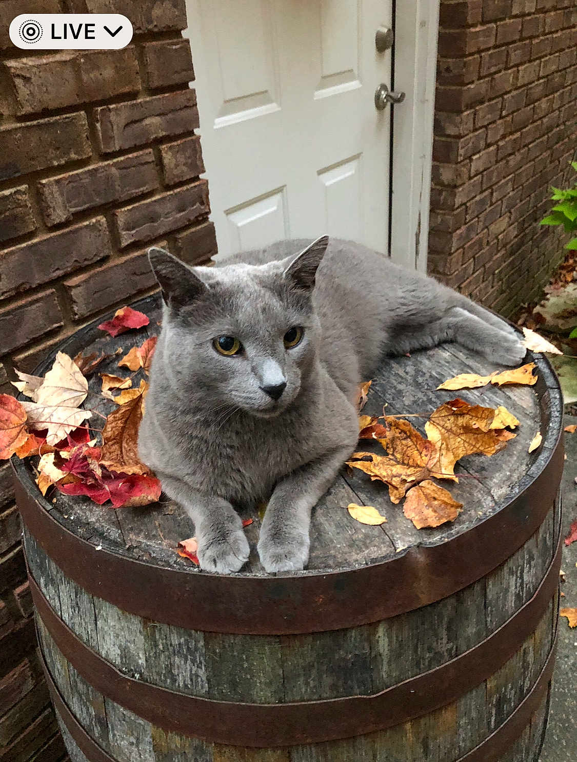 Oliver joined the competition — help win amazing prizes! cat, gray_cat, barrel, autumn_leaves, outdoor, brick_wall, door, wood, fall, nature, animal, pet, relaxed, feline, mammal, resting, closeup, daylight, quiet, peaceful