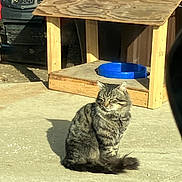 Tom Tom is registered to the contest to win money with this photo: cat, tabby_cat, outdoor, sunlight, concrete, wooden_structure, blue_bowl, pet, feline, sitting, shadow, fur, animal, daylight, relaxed, domestic_cat, whiskers, tail, ears, closeup