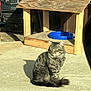 cat, tabby_cat, outdoor, sunlight, concrete, wooden_structure, blue_bowl, pet, feline, sitting, shadow, fur, animal, daylight, relaxed, domestic_cat, whiskers, tail, ears, closeup