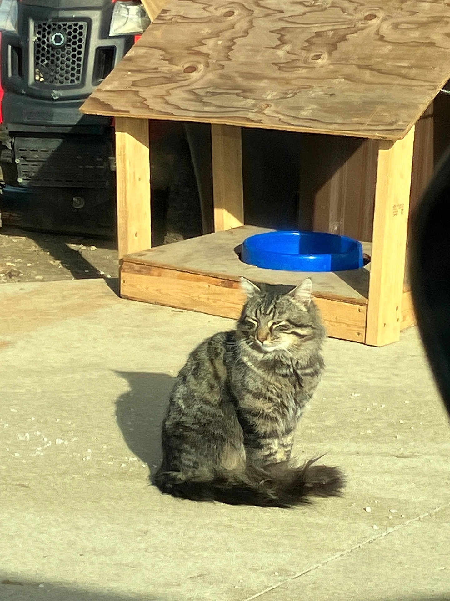 Tom Tom is registered to the contest to win money with this photo: cat, tabby_cat, outdoor, sunlight, concrete, wooden_structure, blue_bowl, pet, feline, sitting, shadow, fur, animal, daylight, relaxed, domestic_cat, whiskers, tail, ears, closeup
