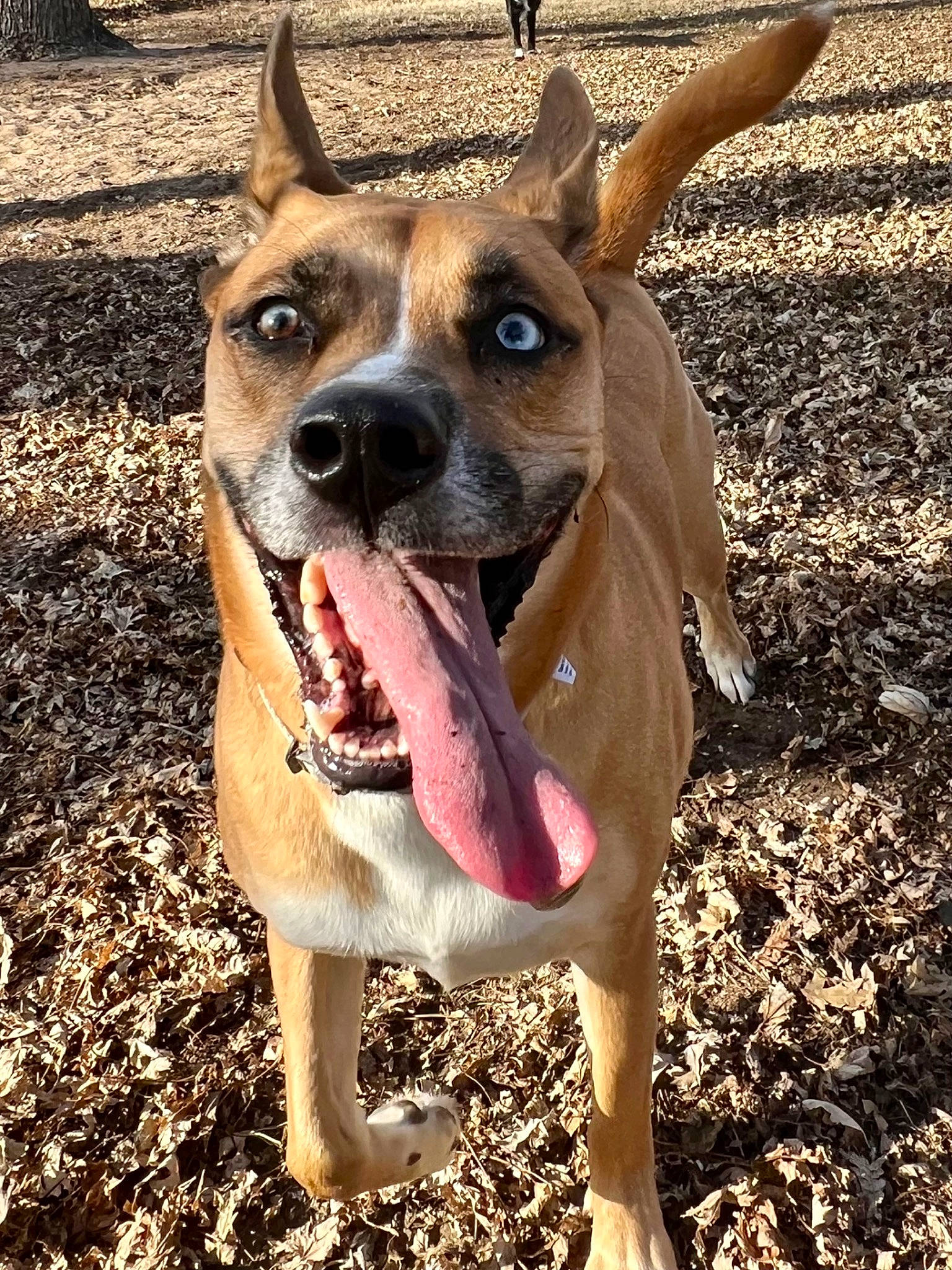 Harley is registered to the contest to win money with this photo: canidae, carnivore, collar, companion_dog, dog, dog_breed, dog_clothes, dog_collar, dog_supply, ear, fawn, fur, grass, leash, pet_supply, plant, snout, sporting_group, whiskers, working_animal