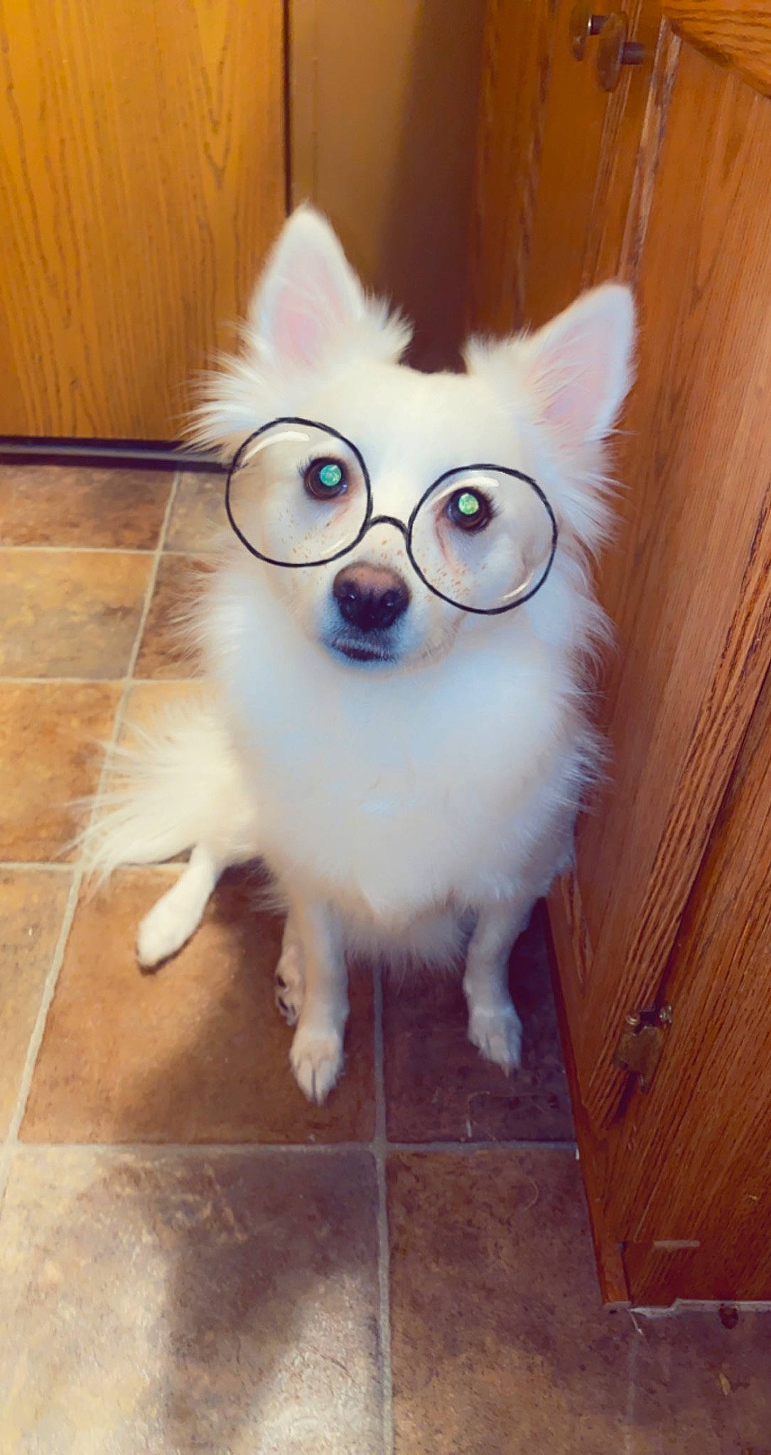 Stella joined the competition — help win amazing prizes! carnivore, companion_dog, dog, dog_breed, eye, eyewear, fawn, felidae, flooring, fur, glasses, hardwood, head, iris, small_to_medium_sized_cats, snout, vision_care, whiskers, wood, working_animal