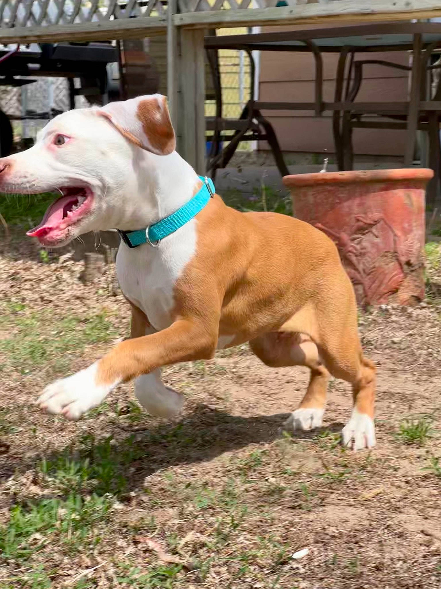 Apollo joined the competition — help win amazing prizes! bull_and_terrier, canidae, carnivore, collar, companion_dog, dog, dog_breed, dog_collar, dog_supply, fawn, grass, molosser, pet_supply, plant, snout, sporting_group, tail, terrestrial_animal, working_animal, wrinkle