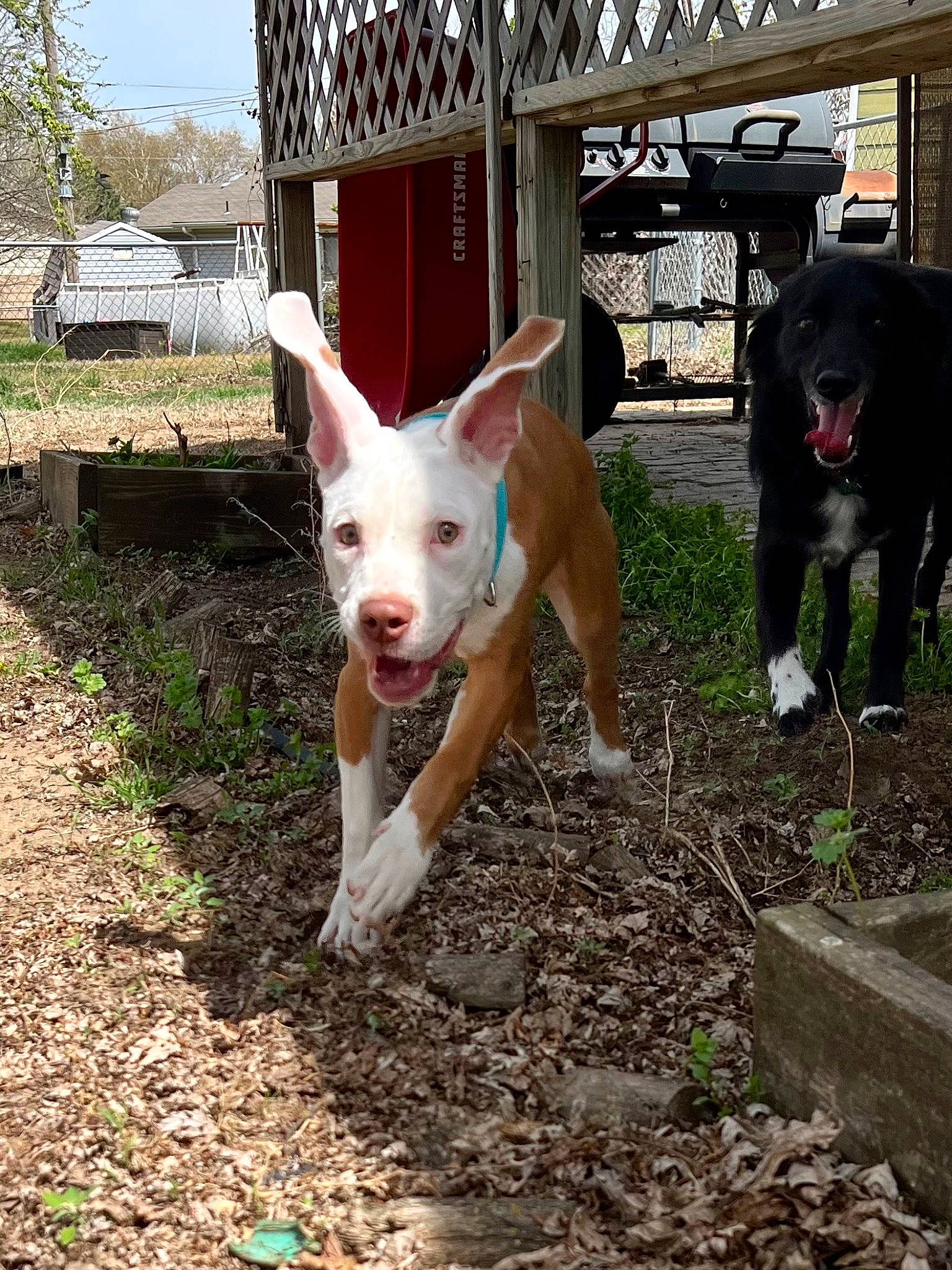 Apollo is registered to the contest to win money with this photo: building, canidae, carnivore, companion_dog, dog, dog_breed, fawn, grass, house, non_sporting_group, plant, porch, snout, soil, sporting_group, tail, terrestrial_animal, tree, window, working_animal