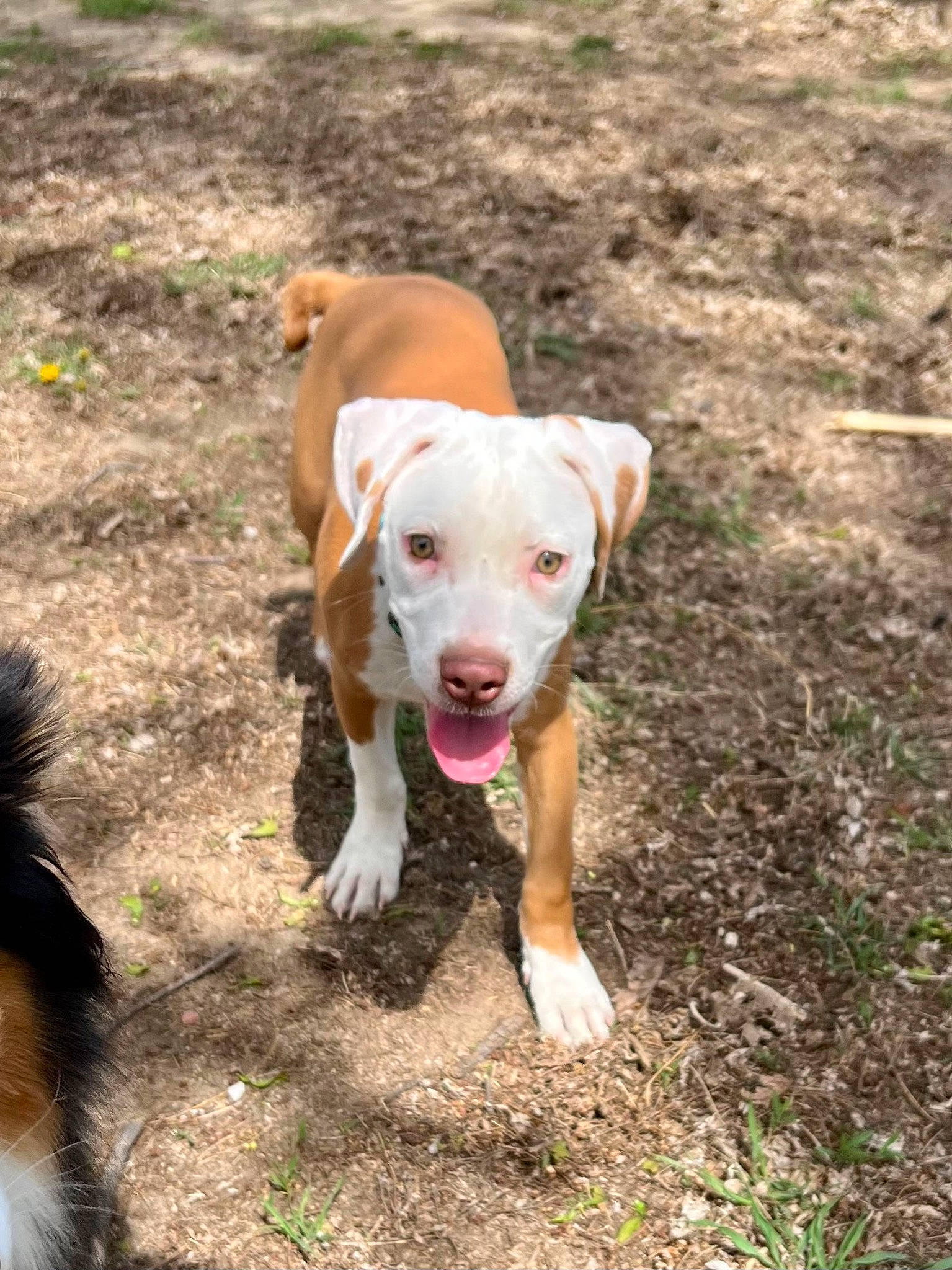 Apollo joined the competition — help win amazing prizes! canidae, carnivore, collar, companion_dog, dog, dog_breed, fawn, grass, hunting_dog, non_sporting_group, paw, plant, soil, sporting_group, street_dog, tail, working_animal, working_dog