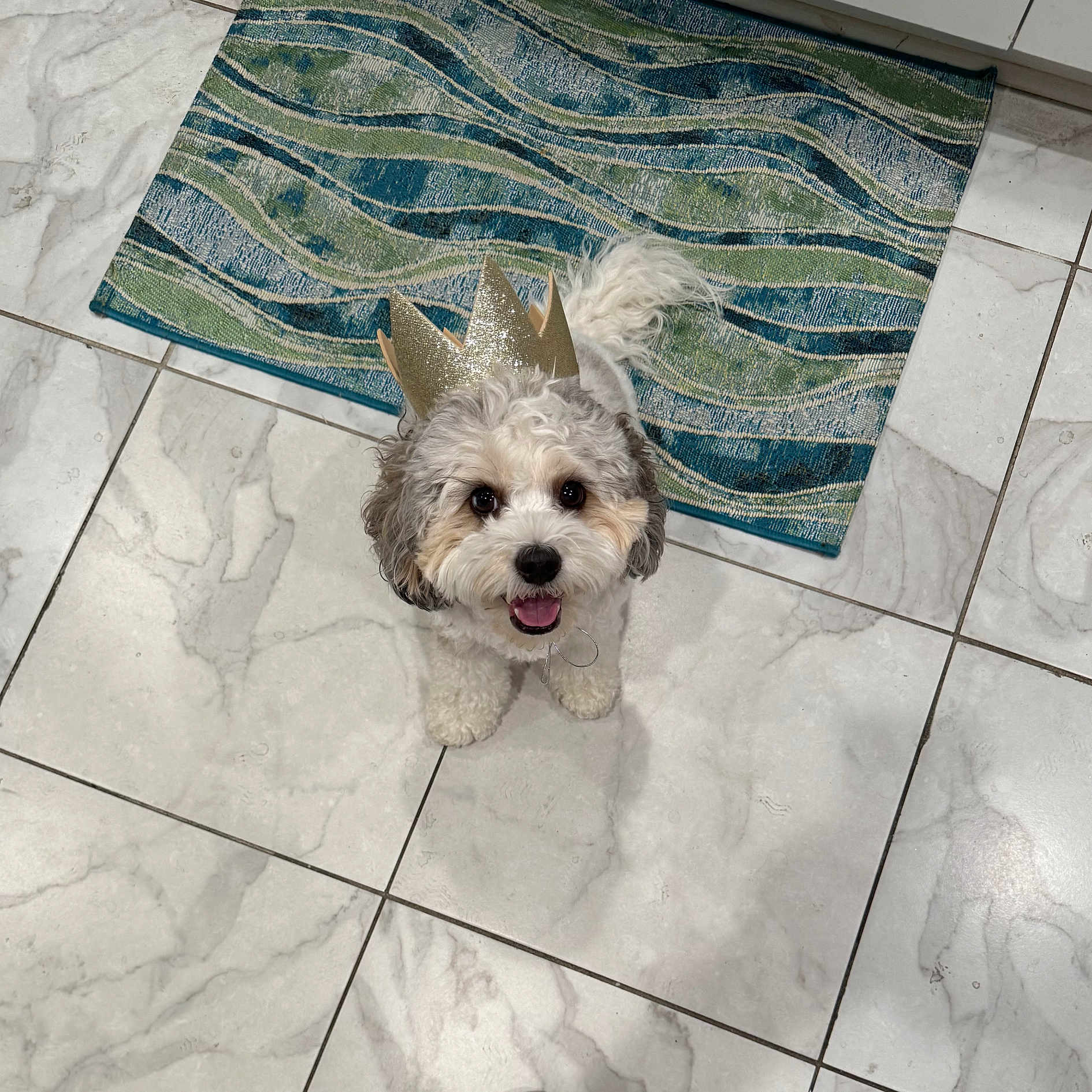 Harley joined the competition — help win amazing prizes! adorable, animal, canine, companion, crown, cute, dog, domestic, fluffy, fur, happy, household, indoor, looking_up, pet, playful, rug, small_dog, smiling, tile_floor