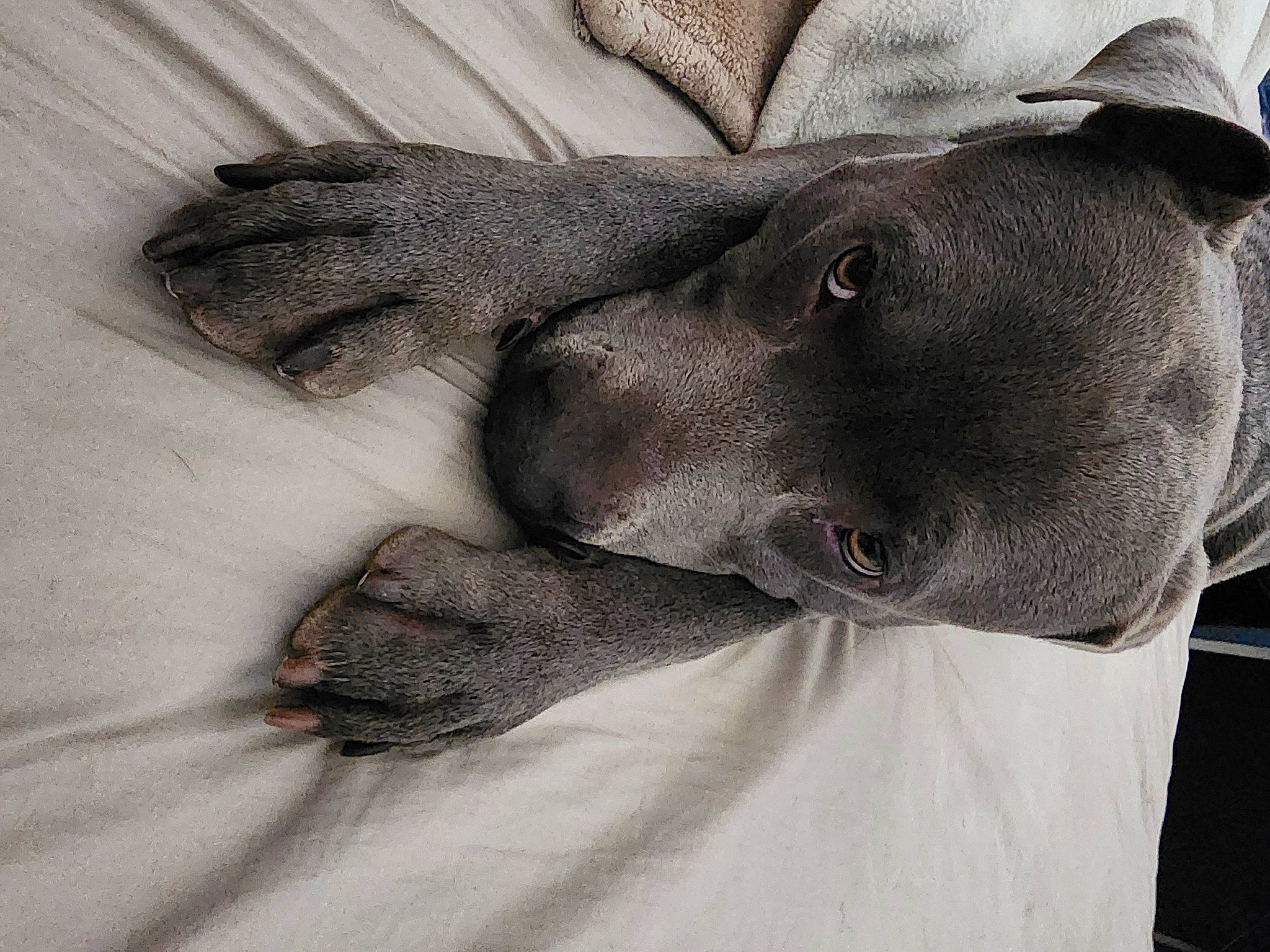 Rocco joined the competition — help win amazing prizes! canidae, carnivore, comfort, companion_dog, dog, dog_breed, ear, fawn, fur, gesture, grey, jaw, linens, liver, selfie, sleeve, snout, sporting_group, whiskers, working_animal