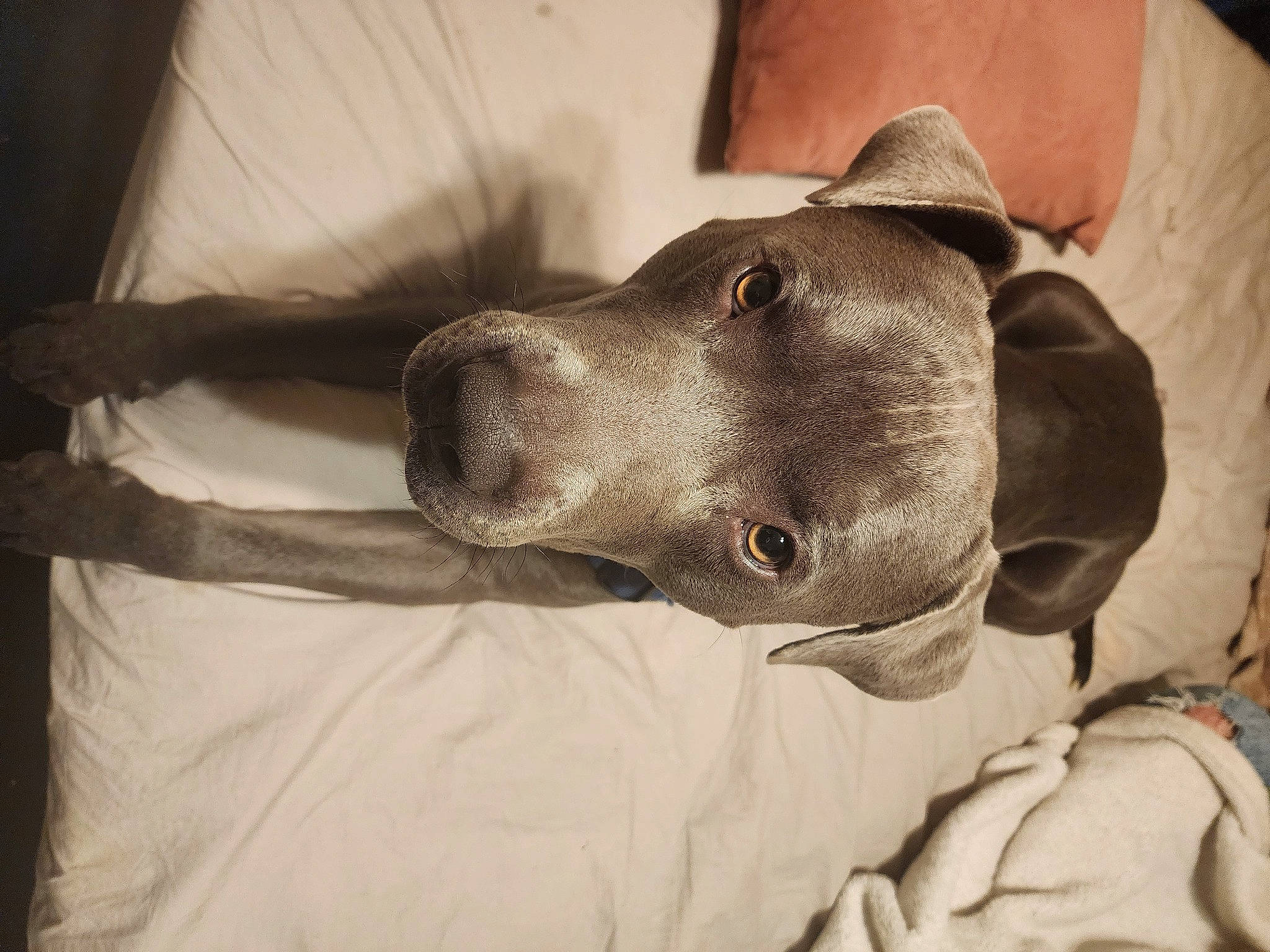 Rocco is registered to the contest to win money with this photo: canidae, carnivore, collar, comfort, companion_dog, dog, dog_breed, dog_collar, ear, fashion_accessory, fawn, gesture, guard_dog, monochrome_photography, pet_supply, sighthound, snout, sporting_group, whiskers, working_animal