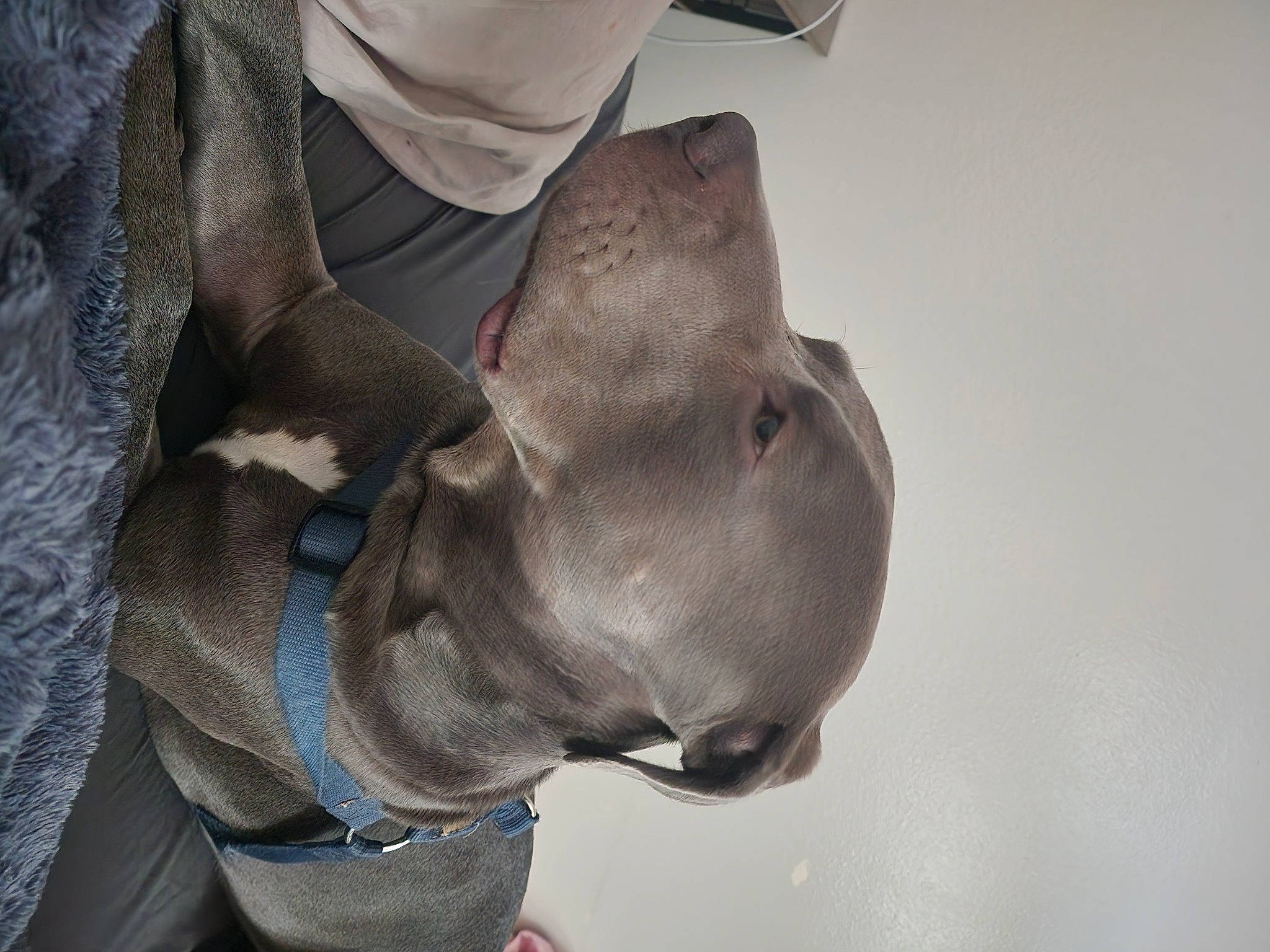 Rocco is registered to the contest to win money with this photo: adventure, canidae, carnivore, comfort, dog, dog_breed, fashion_accessory, fawn, fur, gesture, grey, guard_dog, military, military_camouflage, personal_protective_equipment, sporting_group, tree, working_animal