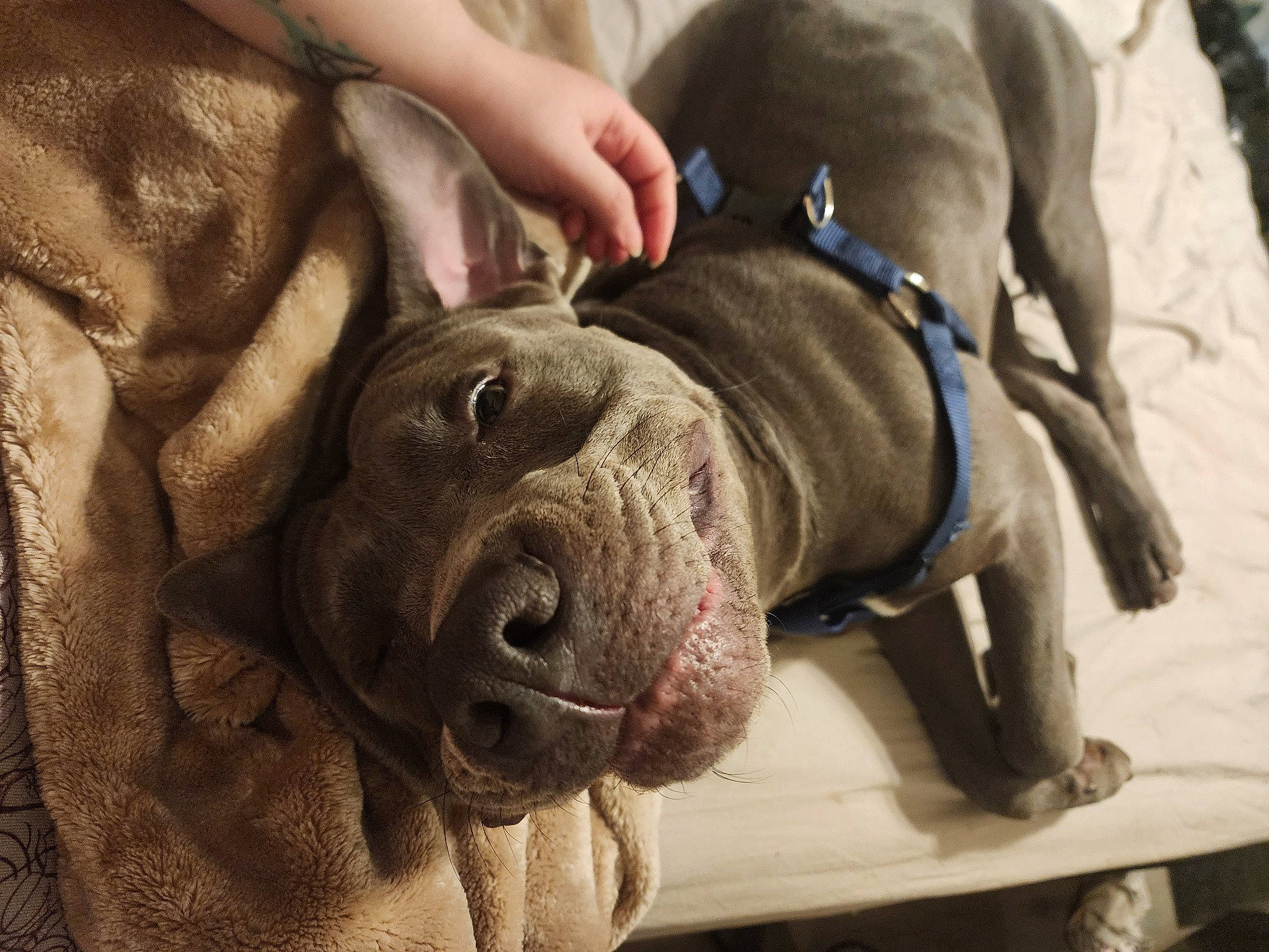 Rocco is registered to the contest to win money with this photo: canidae, carnivore, collar, companion_dog, dog, dog_breed, dog_collar, dog_supply, fawn, fur, guard_dog, leash, molosser, pet_supply, snout, sporting_group, weimaraner, whiskers, working_animal, wrinkle