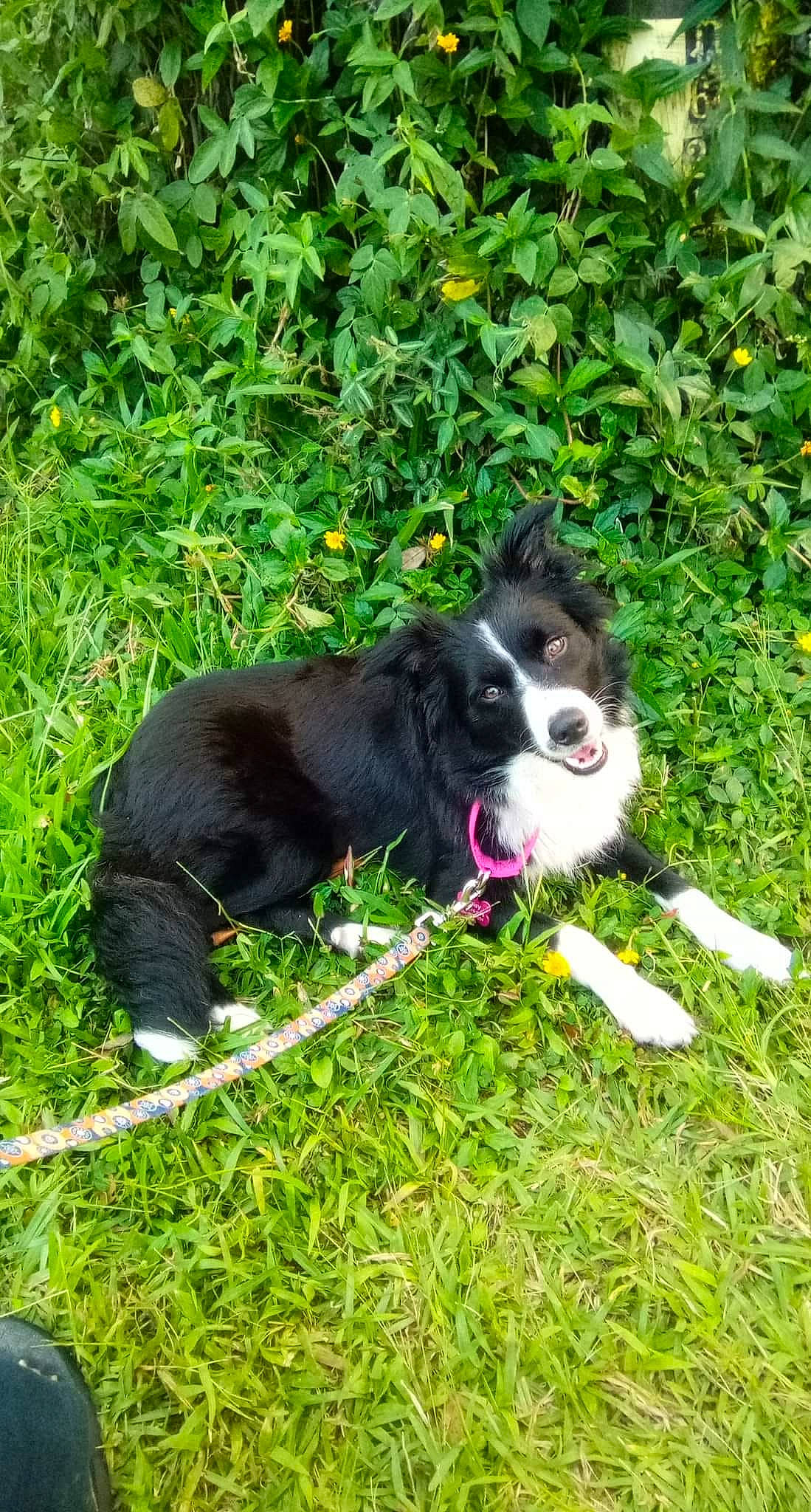 Daisy joined the competition — help win amazing prizes! canidae, carnivore, cavalier_king_charles_spaniel, companion_dog, dog, dog_breed, garden, grass, groundcover, herding_dog, non_sporting_group, plant, puppy, shrub, sporting_group, tail, terrestrial_animal, working_animal, working_dog