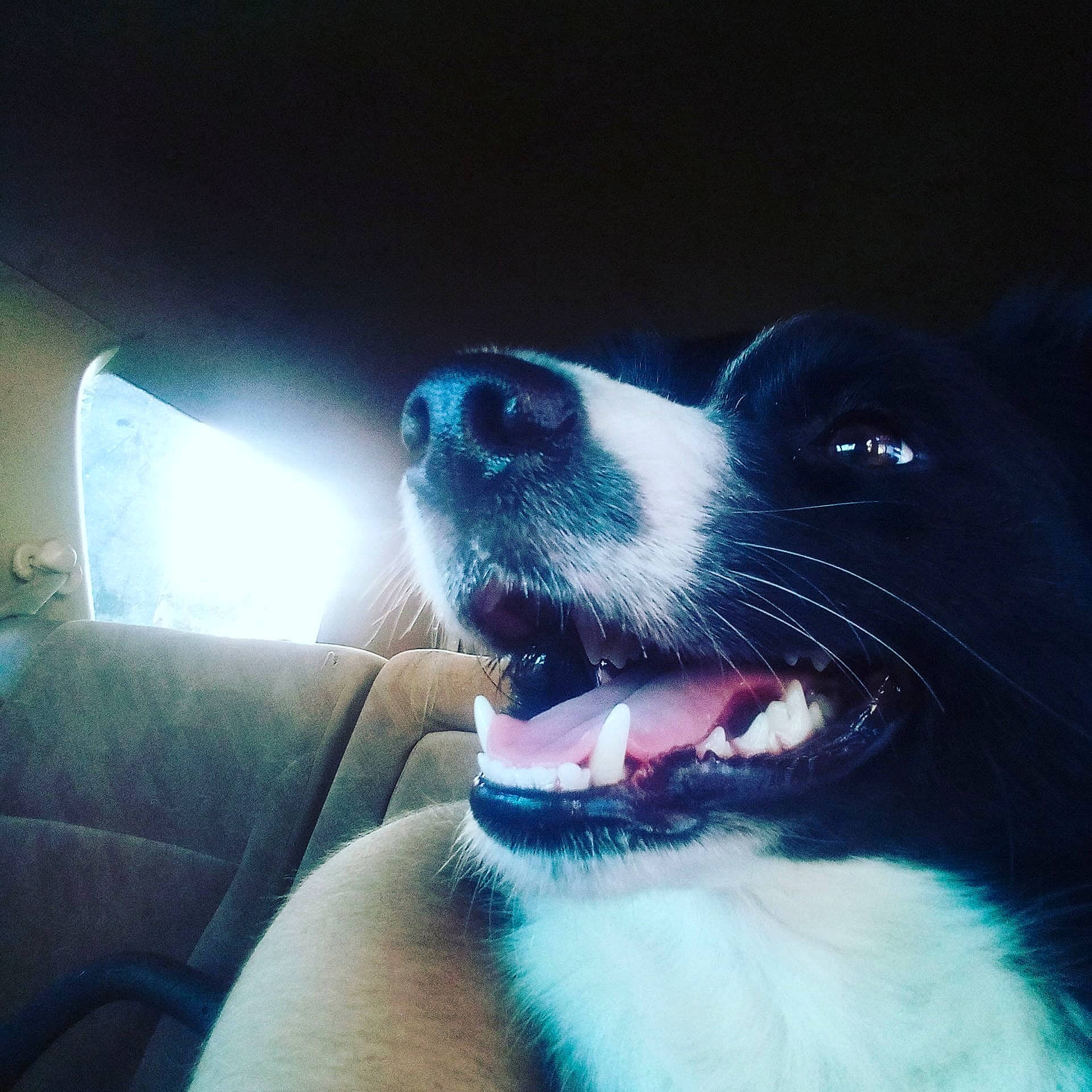 Daisy joined the competition — help win amazing prizes! carnivore, collar, companion_dog, dog, dog_breed, dog_collar, electric_blue, fang, fur, happy, head_restraint, paw, smile, snout, tints_and_shades, vehicle_door, whiskers, window, windshield, yawn