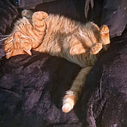 Roronoa Zoro a rejoint le concours — aidez-le/la à gagner de superbes lots ! cat, orange_tabby, sleeping, relaxed, fluffy, pet, feline, animal, paw, cozy, blanket, indoor, cute, resting, fur, domestic_cat, whiskers, tail, nap, comfort