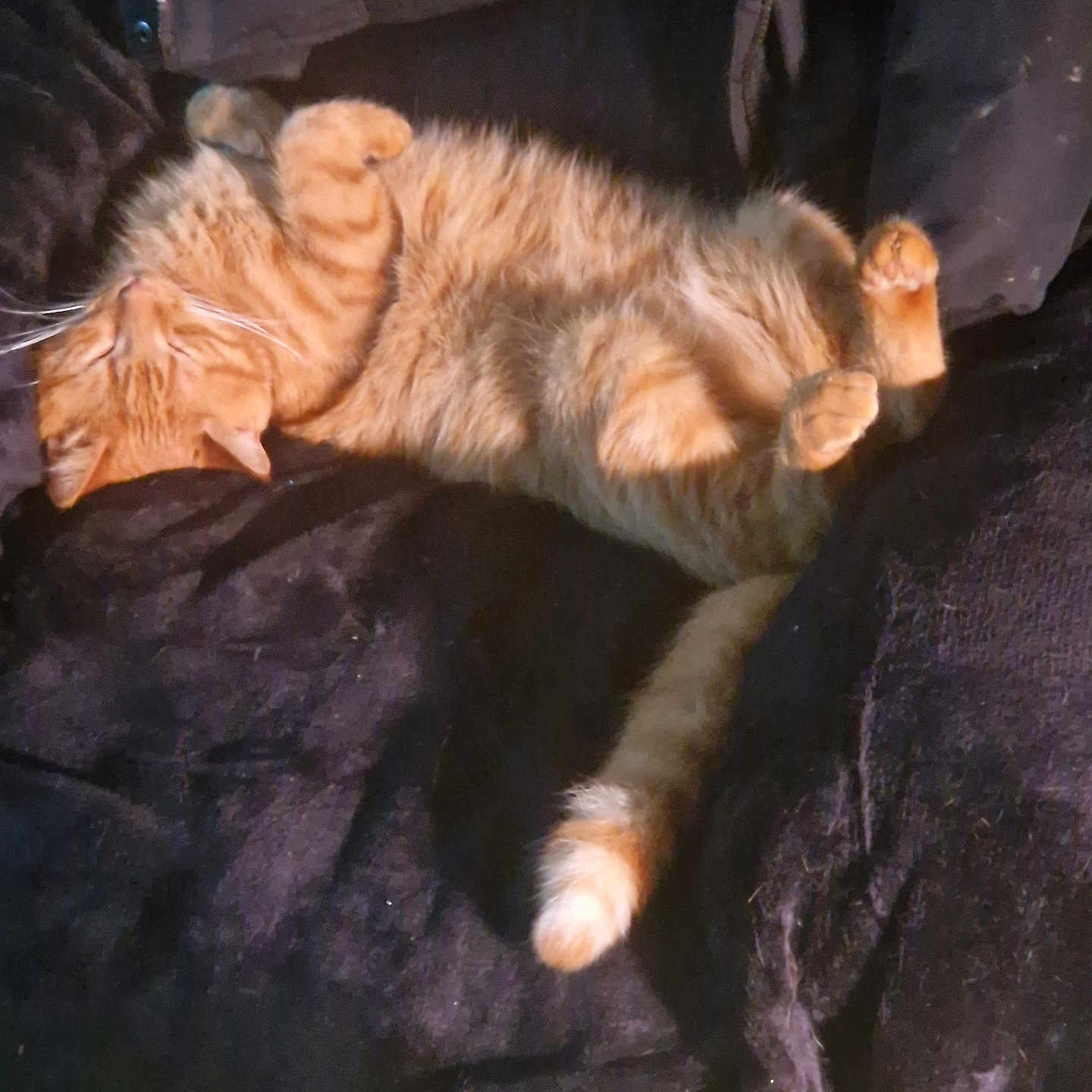 Roronoa Zoro a rejoint le concours — aidez-le/la à gagner de superbes lots ! cat, orange_tabby, sleeping, relaxed, fluffy, pet, feline, animal, paw, cozy, blanket, indoor, cute, resting, fur, domestic_cat, whiskers, tail, nap, comfort