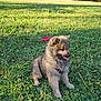 Wilow participe au concours pour gagner de l'argent avec cette photo : puppy, dog, grass, park, sunlight, trees, nature, outdoor, happy, tongue_out, fur, animal, pet, sitting, summer, greenery, daylight, canine, playful, young