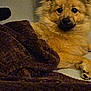 dog, fluffy, blanket, brown, cozy, couch, indoor, pet, animal, relaxed, fur, ears, paw, light, resting, home, comfort, cute, lying, face