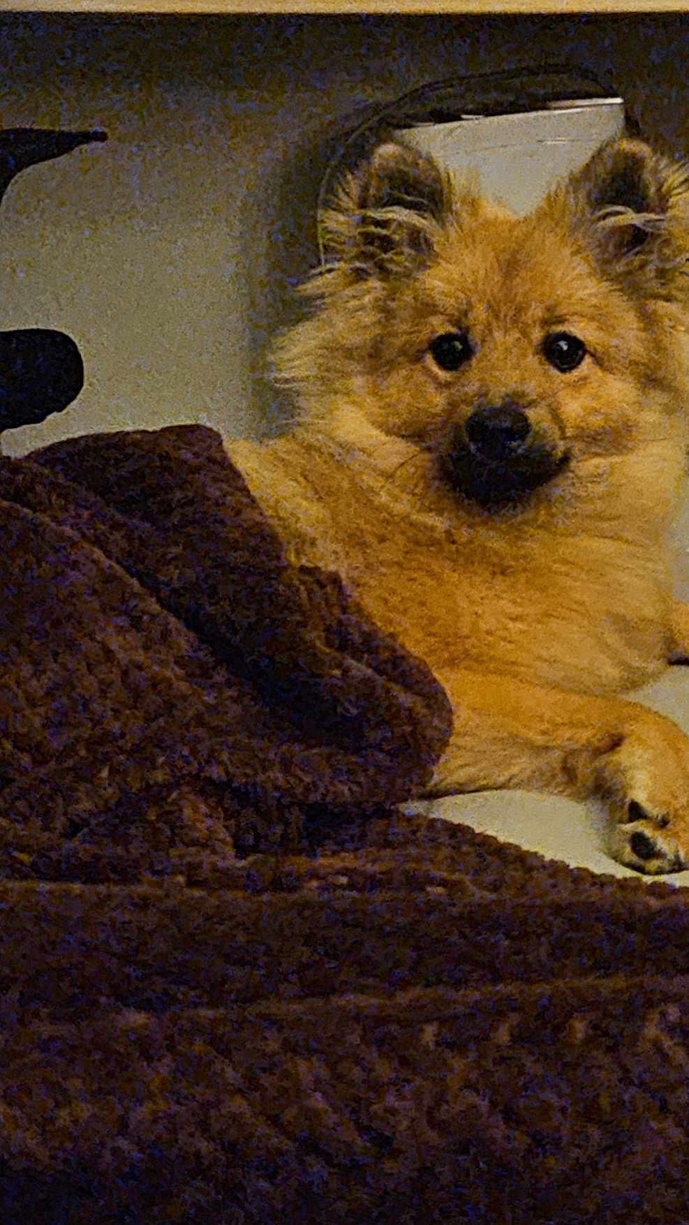 Wilow participe au concours pour gagner de l'argent avec cette photo : dog, fluffy, blanket, brown, cozy, couch, indoor, pet, animal, relaxed, fur, ears, paw, light, resting, home, comfort, cute, lying, face