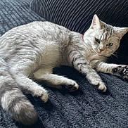 Zadig a rejoint le concours — aidez-le/la à gagner de superbes lots ! cat, tabby, silver_tabby, feline, pet, animal, lying_down, relaxed, green_eyes, tail, whiskers, indoor, blanket, soft_texture, striped, fur, paw, resting, cozy, domestic_cat