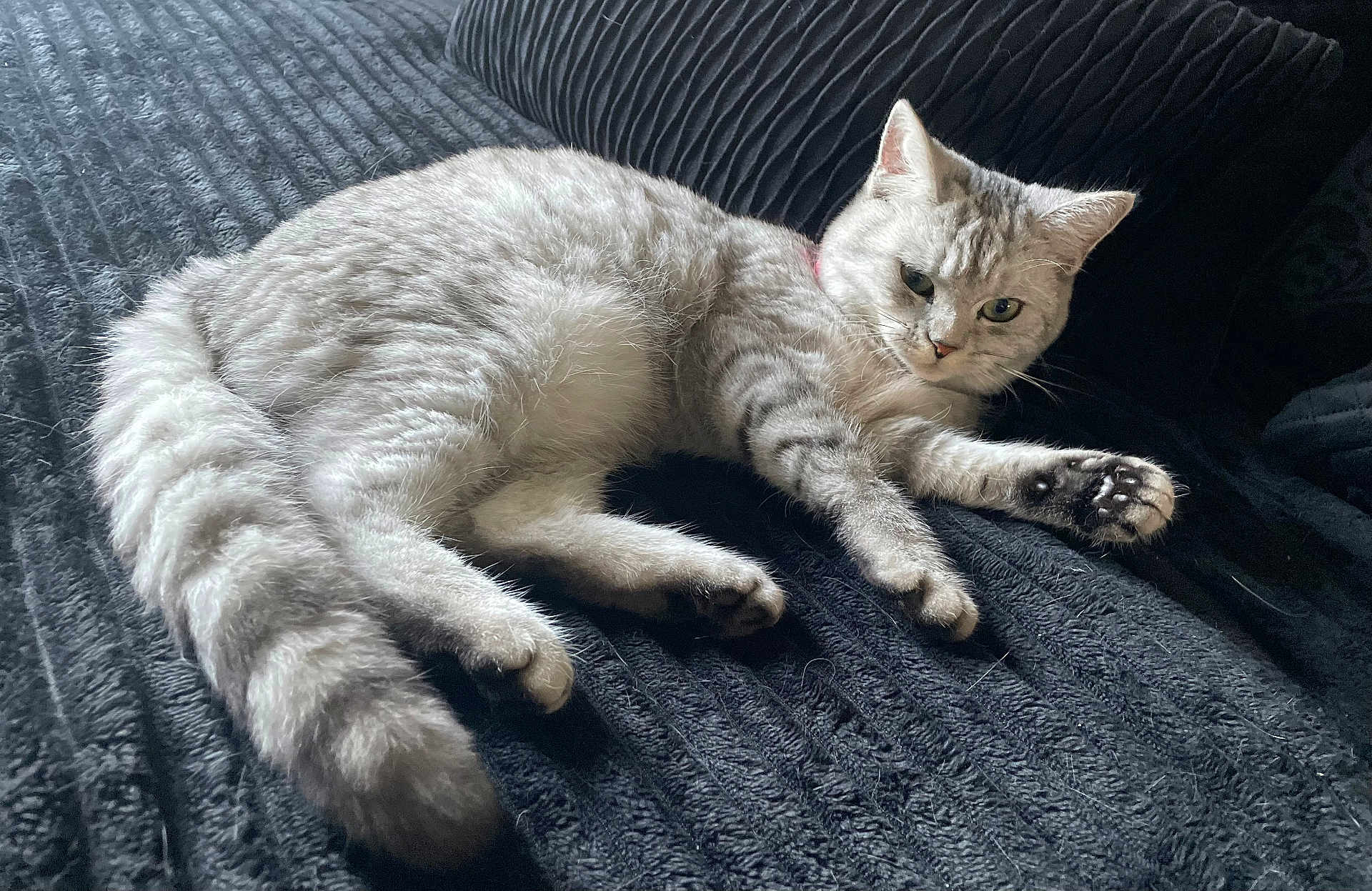 Zadig a rejoint le concours — aidez-le/la à gagner de superbes lots ! cat, tabby, silver_tabby, feline, pet, animal, lying_down, relaxed, green_eyes, tail, whiskers, indoor, blanket, soft_texture, striped, fur, paw, resting, cozy, domestic_cat