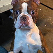 Bigguns is registered to the contest to win money with this photo: animal, boston_terrier, brown, canine, closeup, companion, curious, dog, domestic, ears, expression, face, floor, fur, indoor, looking, pet, portrait, table, white