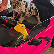 Moana joined the competition — help win amazing prizes! puppy, dog, toy_car, pink, steering_wheel, plush_toy, yellow, car_seat, car_mirror, car_interior, car_toy, indoor, carpet, hand, pet, animal, cute, playful, small, spot_pattern