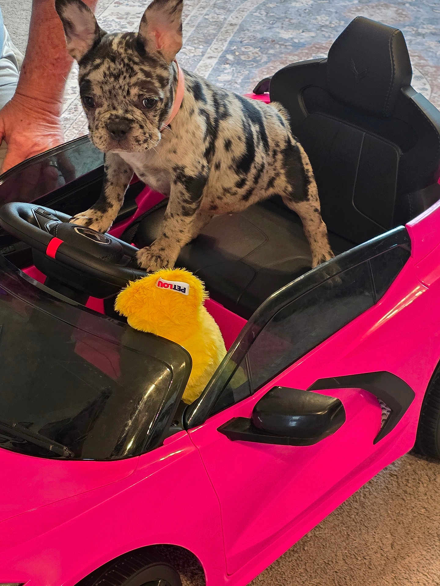 Moana joined the competition — help win amazing prizes! puppy, dog, toy_car, pink, steering_wheel, plush_toy, yellow, car_seat, car_mirror, car_interior, car_toy, indoor, carpet, hand, pet, animal, cute, playful, small, spot_pattern