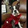 Layla is registered to the contest to win money with this photo: animal, black_and_white, boston_terrier, bow, christmas_stockings, cozy, cute, dog, ears, festive, fur, holiday_decor, home, indoor, leather_chair, pet, portrait, red_dress, sign, sitting