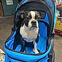 Layla joined the competition — help win amazing prizes! animal, background, black_and_white, blue, boston_terrier, canine, container, dog, equipment, expression, floor, garage, indoor, looking, mesh, pet, pet_stroller, seated, sign, wheel