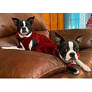 Layla is registered to the contest to win money with this photo: animal, black_and_white, boston_terrier, brown, companion, couch, cozy, curtain, cute, dog, domestic, furniture, indoor, leather, looking_at_camera, pet, red_dress, resting, two_dogs, wood_paneling