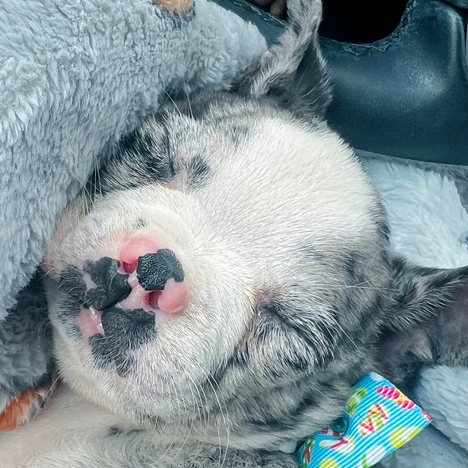 Tigger is registered to the contest to win money with this photo: art, canidae, carmine, carnivore, collar, comfort, companion_dog, dog_breed, fang, flesh, fur, grey, non_sporting_group, paw, snout, sporting_group, terrestrial_animal, toy, whiskers, working_animal