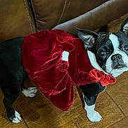 Lilly is registered to the contest to win money with this photo: dog, boston_terrier, pet, animal, clothing, dress, red, velvet, floor, wooden_floor, couch, indoor, curious, cute, small_dog, black_and_white, looking_up, ears_up, standing, decor