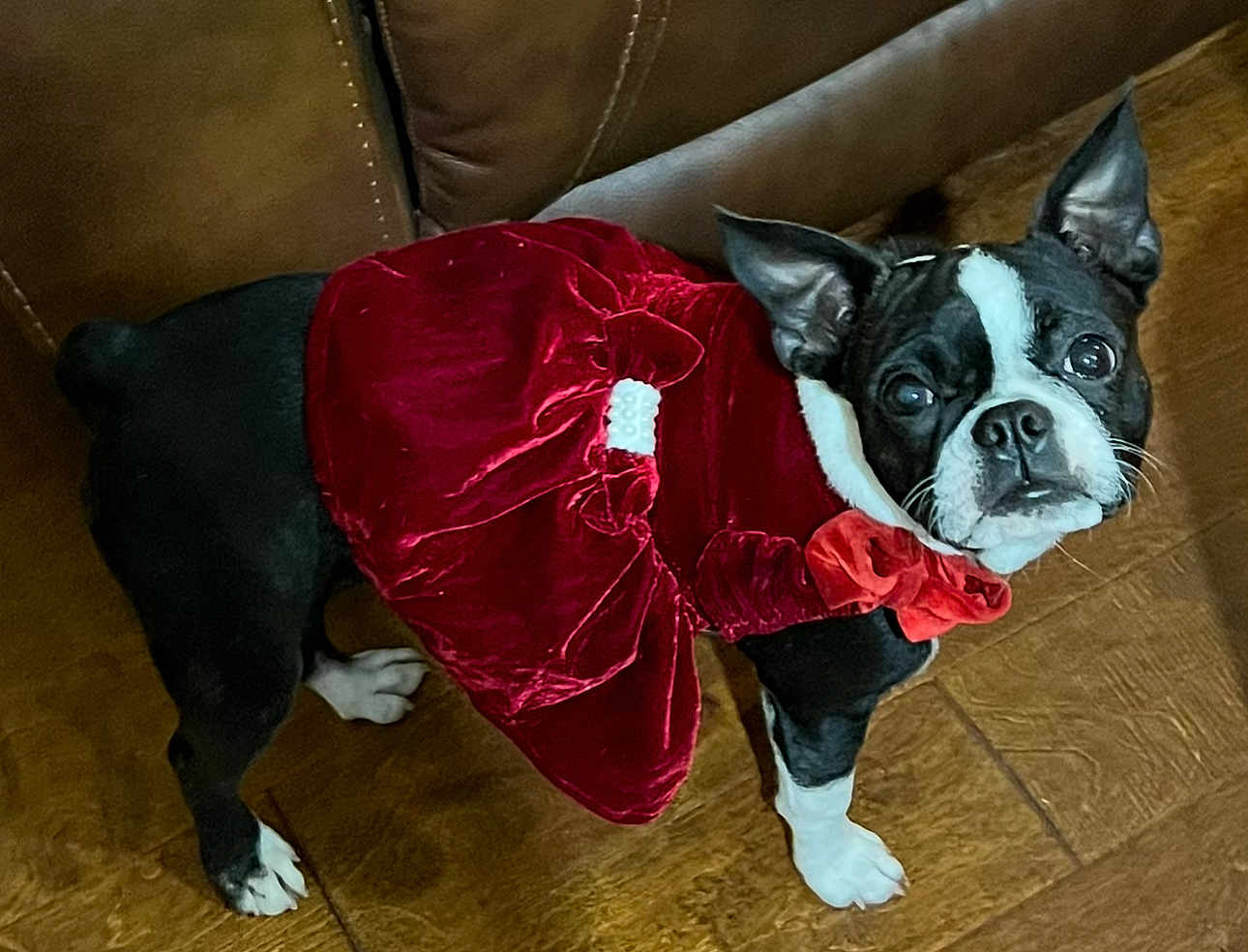 Lilly is registered to the contest to win money with this photo: dog, boston_terrier, pet, animal, clothing, dress, red, velvet, floor, wooden_floor, couch, indoor, curious, cute, small_dog, black_and_white, looking_up, ears_up, standing, decor