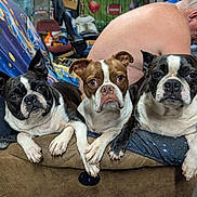 Petey Lily And Layla is registered to the contest to win money with this photo: boston_terrier, dog, pet, animal, couch, indoor, man, shirtless, gray_hair, furniture, relaxed, face, paw, closeup, companion, domestic, canine, three_dogs, casual, home