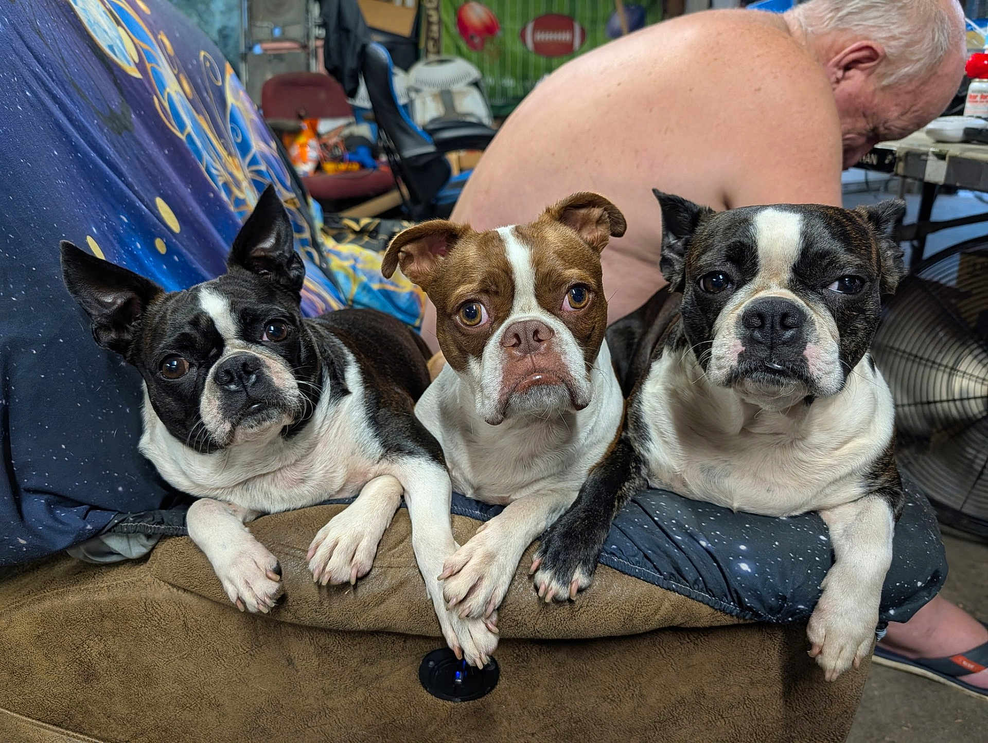 Petey Lily And Layla is registered to the contest to win money with this photo: boston_terrier, dog, pet, animal, couch, indoor, man, shirtless, gray_hair, furniture, relaxed, face, paw, closeup, companion, domestic, canine, three_dogs, casual, home