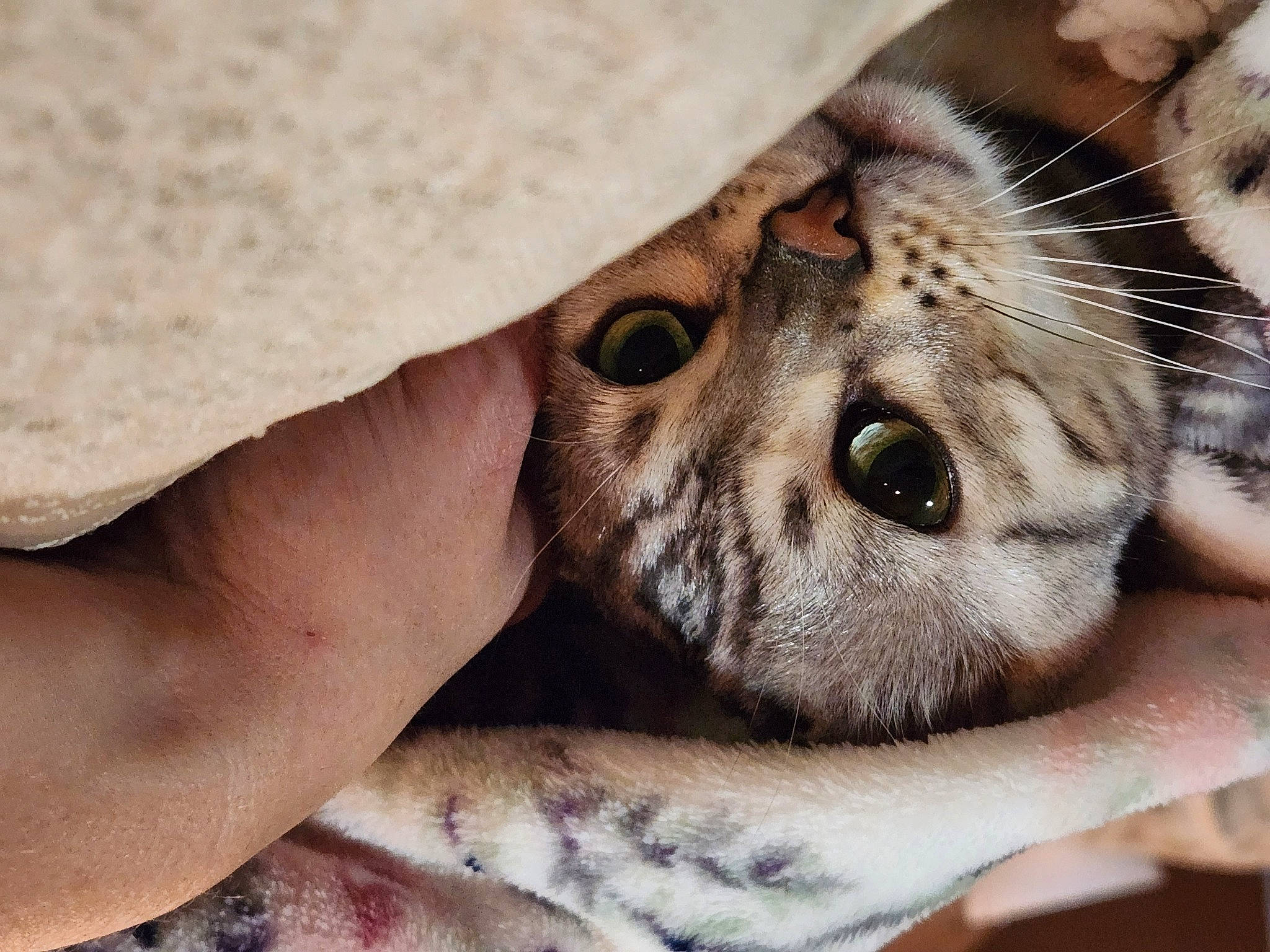 Phoebe is registered to the contest to win money with this photo: carnivore, cat, claw, domestic_short_haired_cat, eye, fawn, felidae, fur, head, paw, sand, small_to_medium_sized_cats, snout, terrestrial_animal, whiskers, wildlife