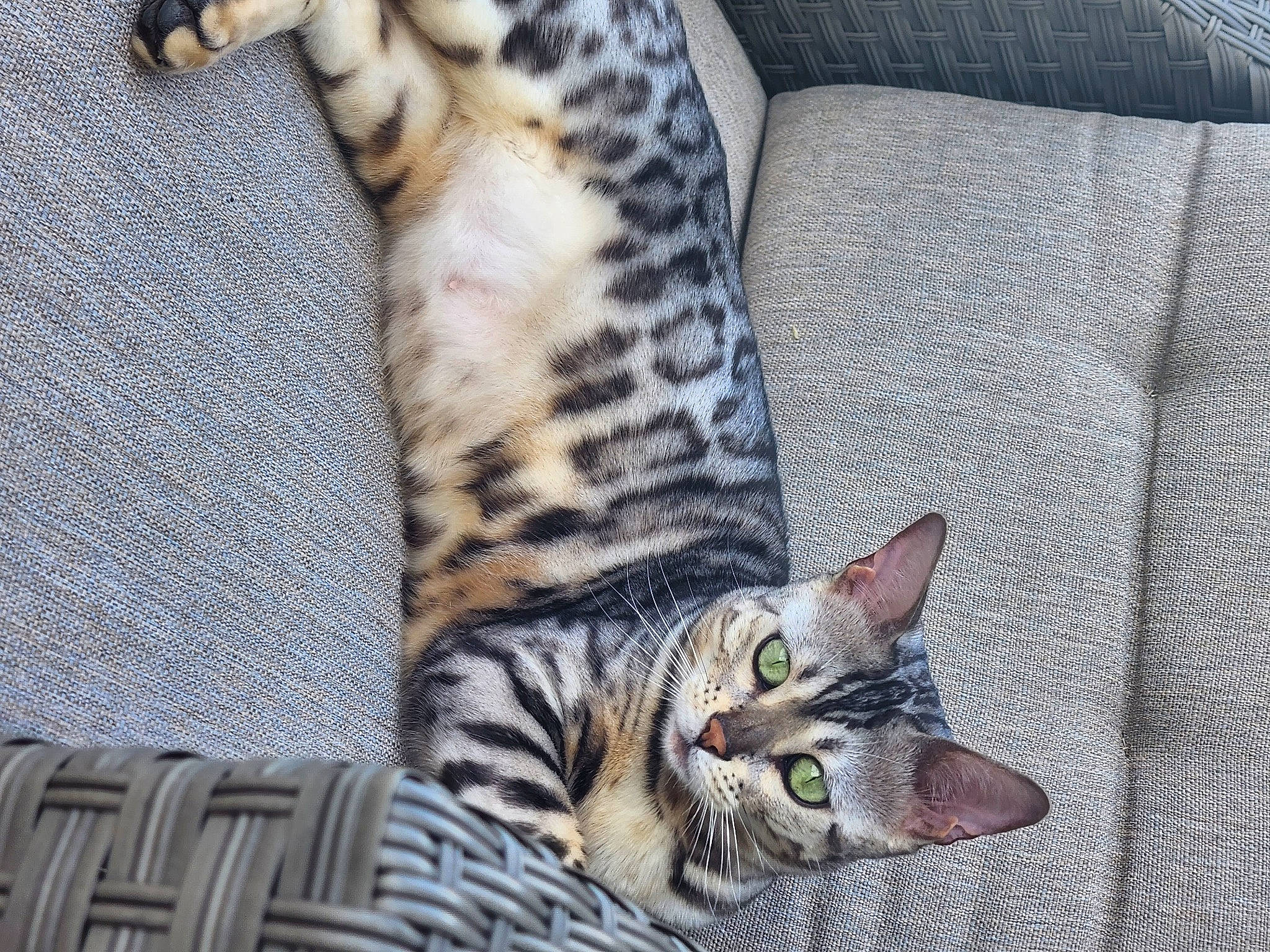 Phoebe is registered to the contest to win money with this photo: carnivore, cat, cat_supply, claw, comfort, domestic_short_haired_cat, fawn, felidae, fur, grey, nap, pattern, paw, small_to_medium_sized_cats, snout, tail, terrestrial_animal, whiskers