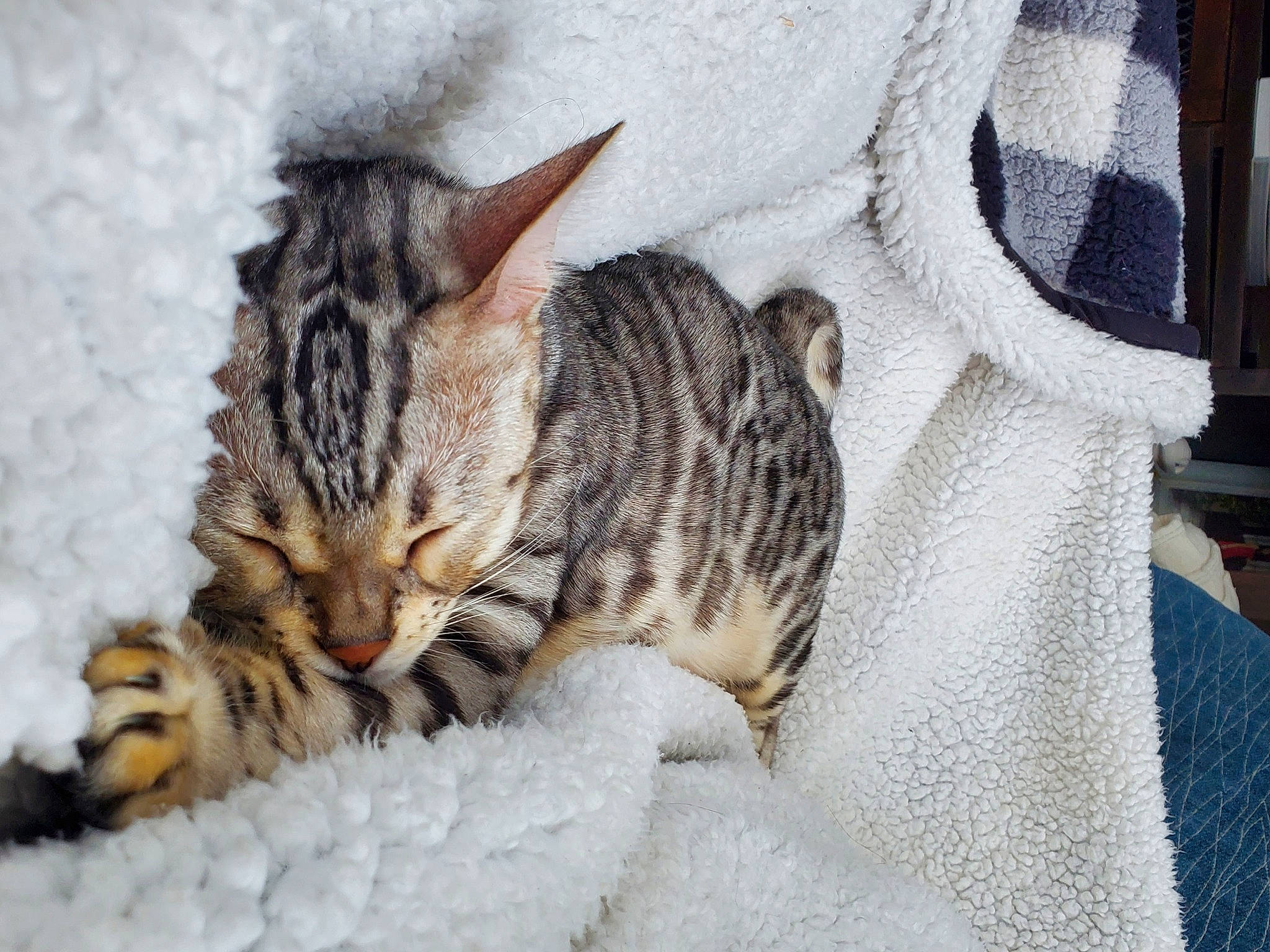 Phoebe joined the competition — help win amazing prizes! carnivore, cat, cat_bed, claw, comfort, domestic_short_haired_cat, eye, fawn, felidae, freezing, fur, nap, paw, small_to_medium_sized_cats, snout, snow, tail, terrestrial_animal, whiskers, wildlife