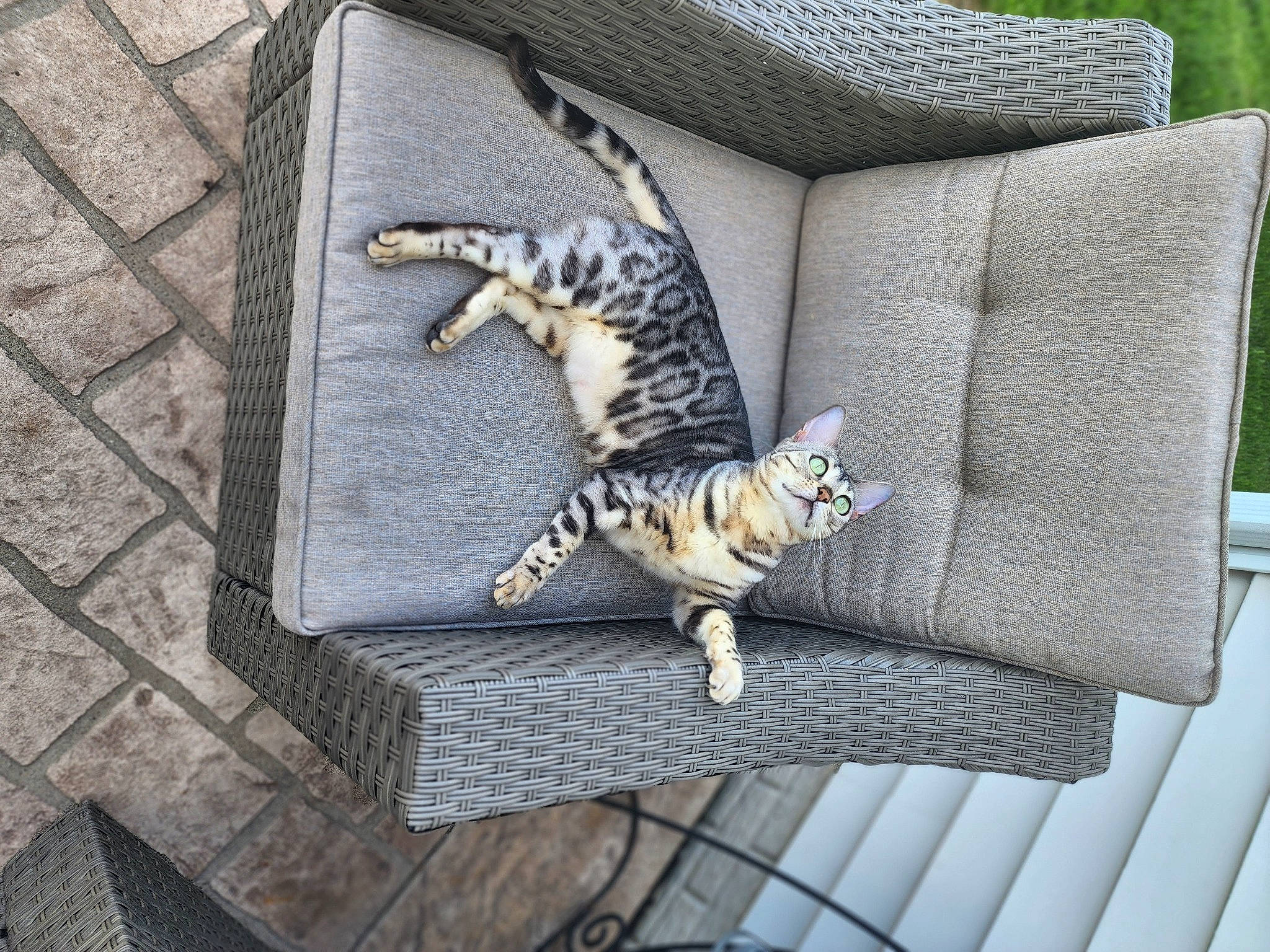 Phoebe joined the competition — help win amazing prizes! carnivore, cat, comfort, domestic_short_haired_cat, fawn, felidae, fur, grass, grey, metal, outdoor_furniture, plant, rectangle, sitting, small_to_medium_sized_cats, tail, terrestrial_animal, textile, whiskers, wood