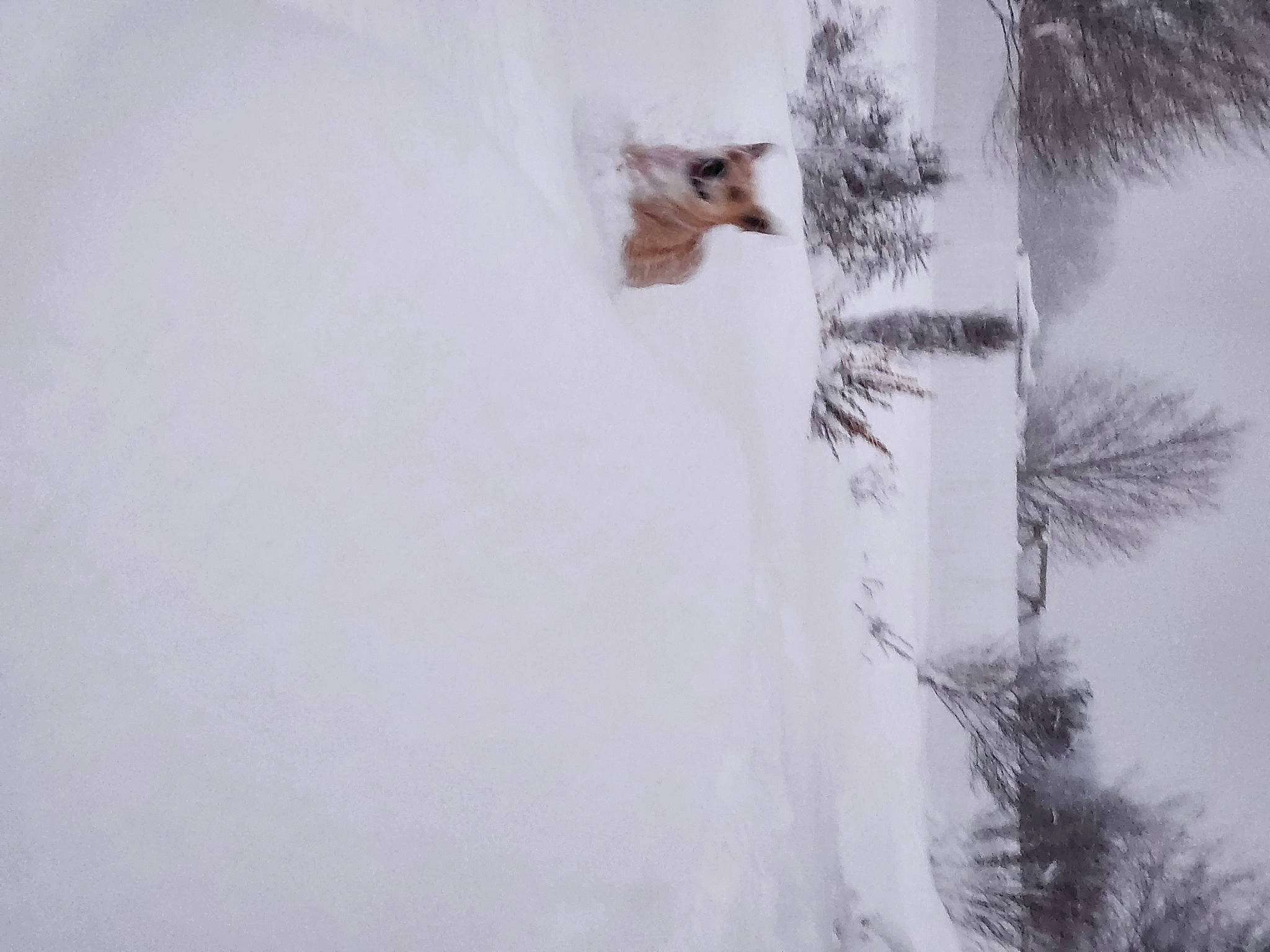 Doodle joined the competition — help win amazing prizes! art, conifer, event, freezing, frost, fur, geological_phenomenon, monochrome, monochrome_photography, plant, precipitation, sky, snow, tail, tree, trunk, twig, window, winter, wood