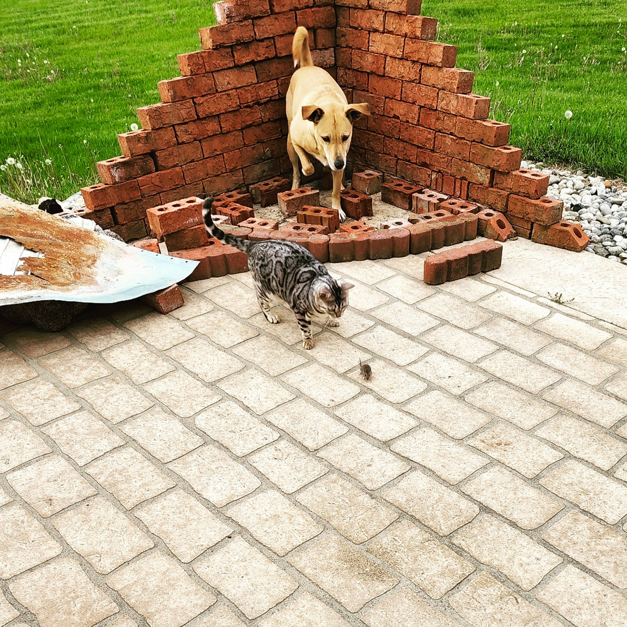 Doodle is registered to the contest to win money with this photo: brick, brickwork, cobblestone, concrete, door, flagstone, floor, flooring, gas, grass, groundcover, landscape, landscaping, leisure, outdoor_furniture, plant, road_surface, sidewalk, walkway, wood