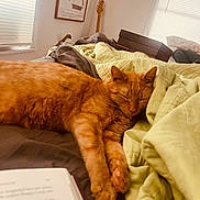 Clementine is registered to the contest to win money with this photo: animal, bed, bedroom, blanket, cat, computer, couch, cushion, electronics, furniture, guitar, homedecor, indoors, interiordesign, laptop, musicalinstrument, person, pet, quilt, room