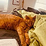 animal, bed, bedroom, blanket, cat, computer, couch, cushion, electronics, furniture, guitar, homedecor, indoors, interiordesign, laptop, musicalinstrument, person, pet, quilt, room