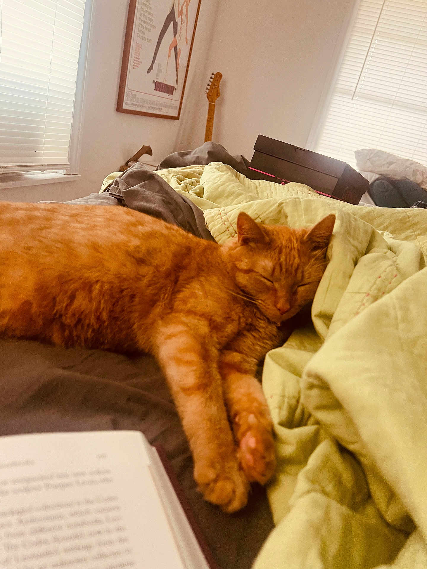 Clementine is registered to the contest to win money with this photo: animal, bed, bedroom, blanket, cat, computer, couch, cushion, electronics, furniture, guitar, homedecor, indoors, interiordesign, laptop, musicalinstrument, person, pet, quilt, room