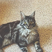 Koda participe au concours pour gagner de l'argent avec cette photo : animal, cat, cute, domestic, ears, floor, fur, furniture, indoor, long_hair, looking, mammal, paws, pet, resting, tabby, table_base, whiskers, yellow_eyes, young