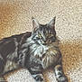 animal, cat, cute, domestic, ears, floor, fur, furniture, indoor, long_hair, looking, mammal, paws, pet, resting, tabby, table_base, whiskers, yellow_eyes, young