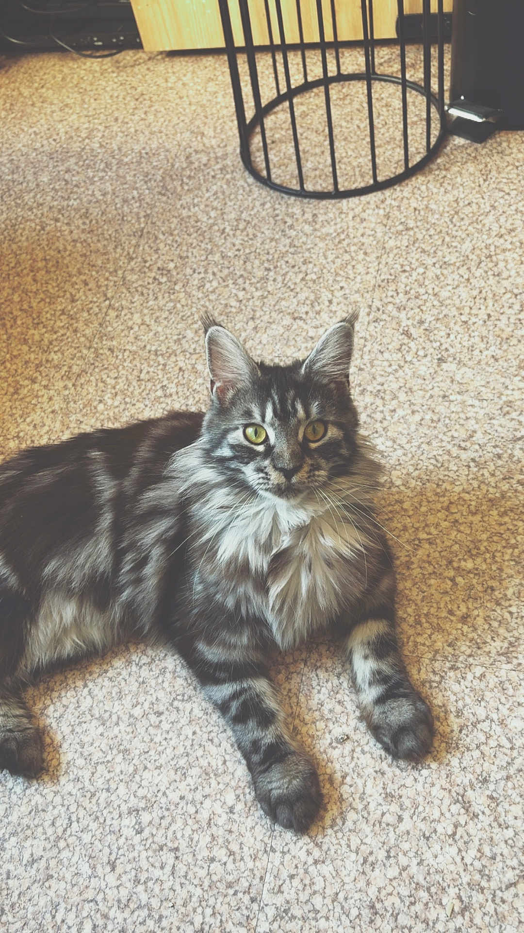 Koda