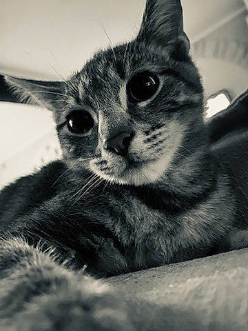 Tigrou participe au concours pour gagner de l'argent avec cette photo : black_and_white, carnivore, cat, domestic_short_haired_cat, ear, felidae, fur, grey, iris, monochrome, monochrome_photography, paw, small_to_medium_sized_cats, snout, still_life_photography, stock_photography, style, whiskers